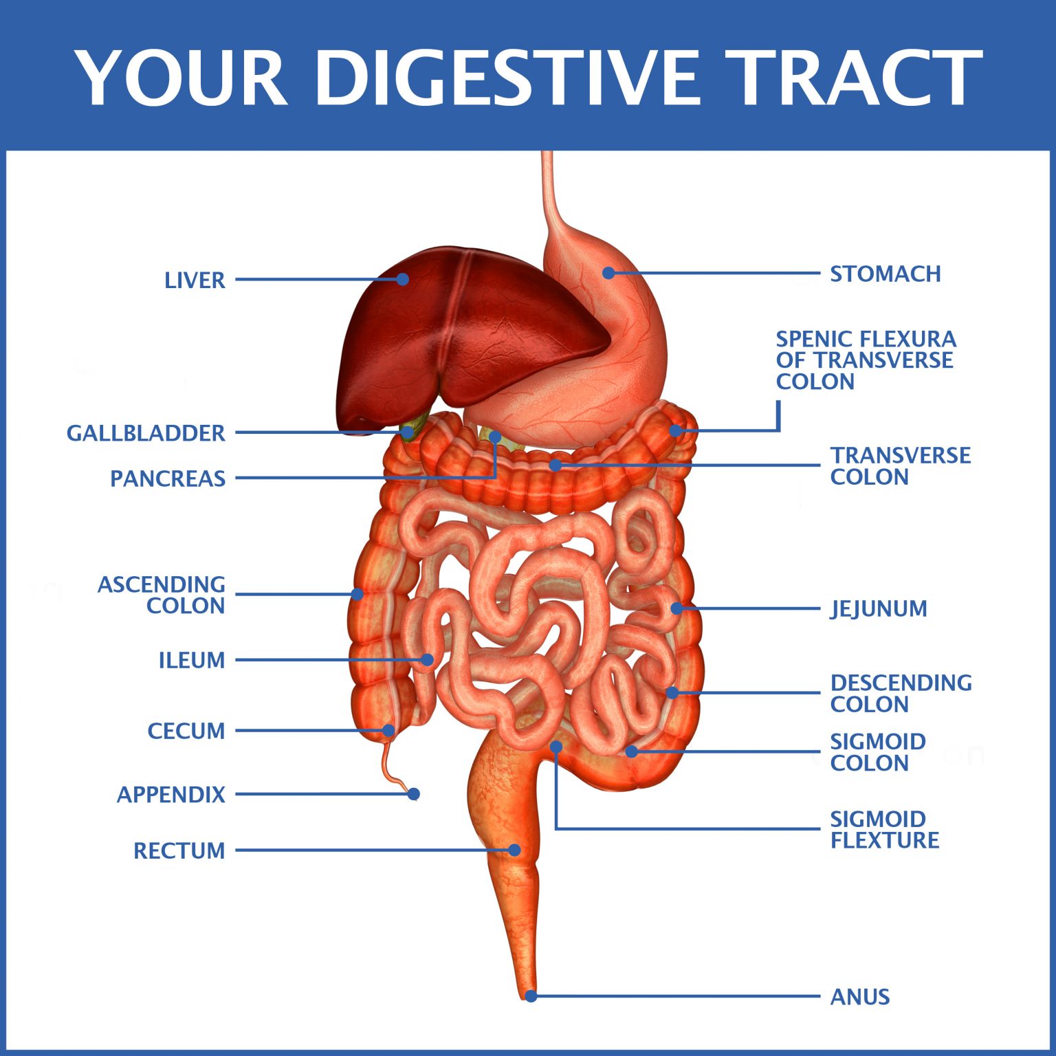 Your Digestive Tract, Top to Bottom Gastroenterology of Greater Orlando