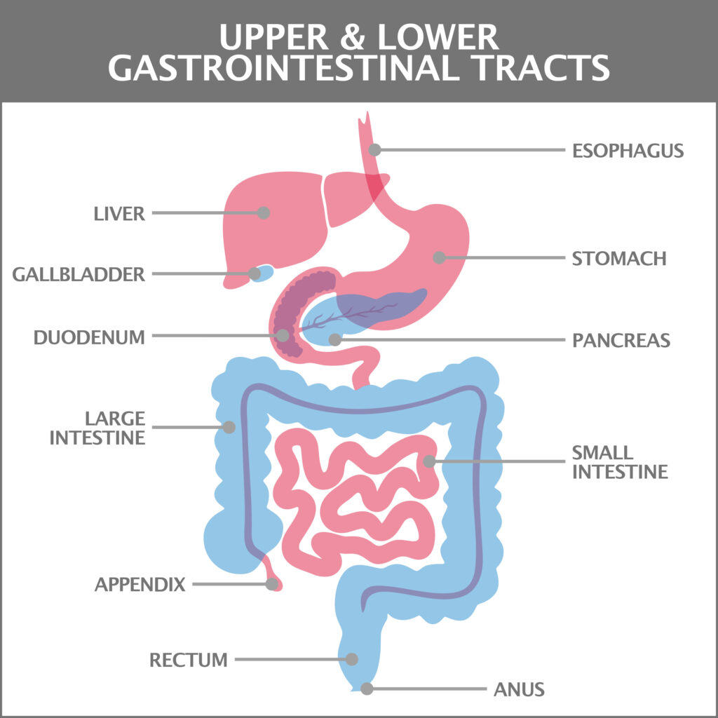 What's the Difference in Upper GI Issues Versus Lower GI Issues?