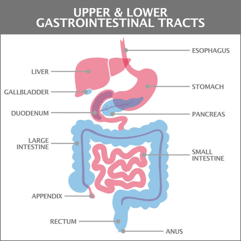 What s The Difference In Upper GI Issues Versus Lower GI Issues 