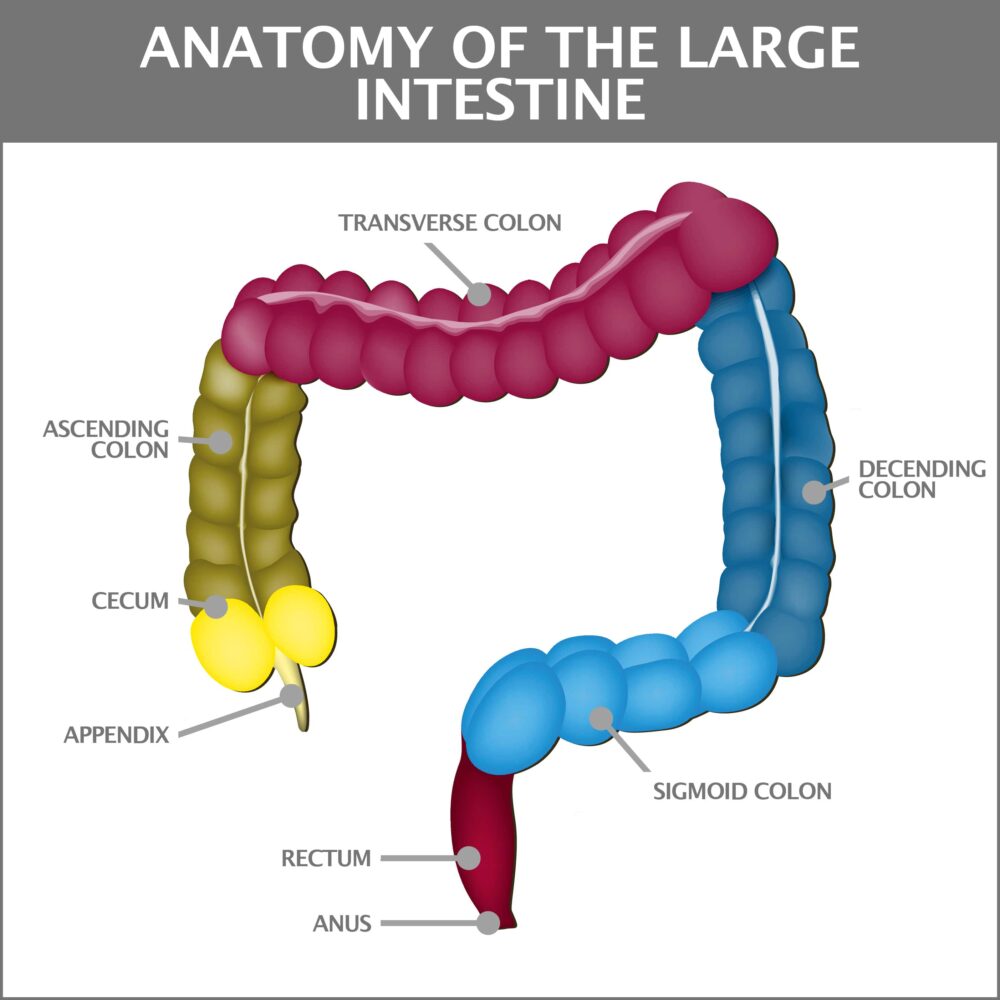 Sigmoidoscopy Procedure | Gastroenterology of Greater Orlando