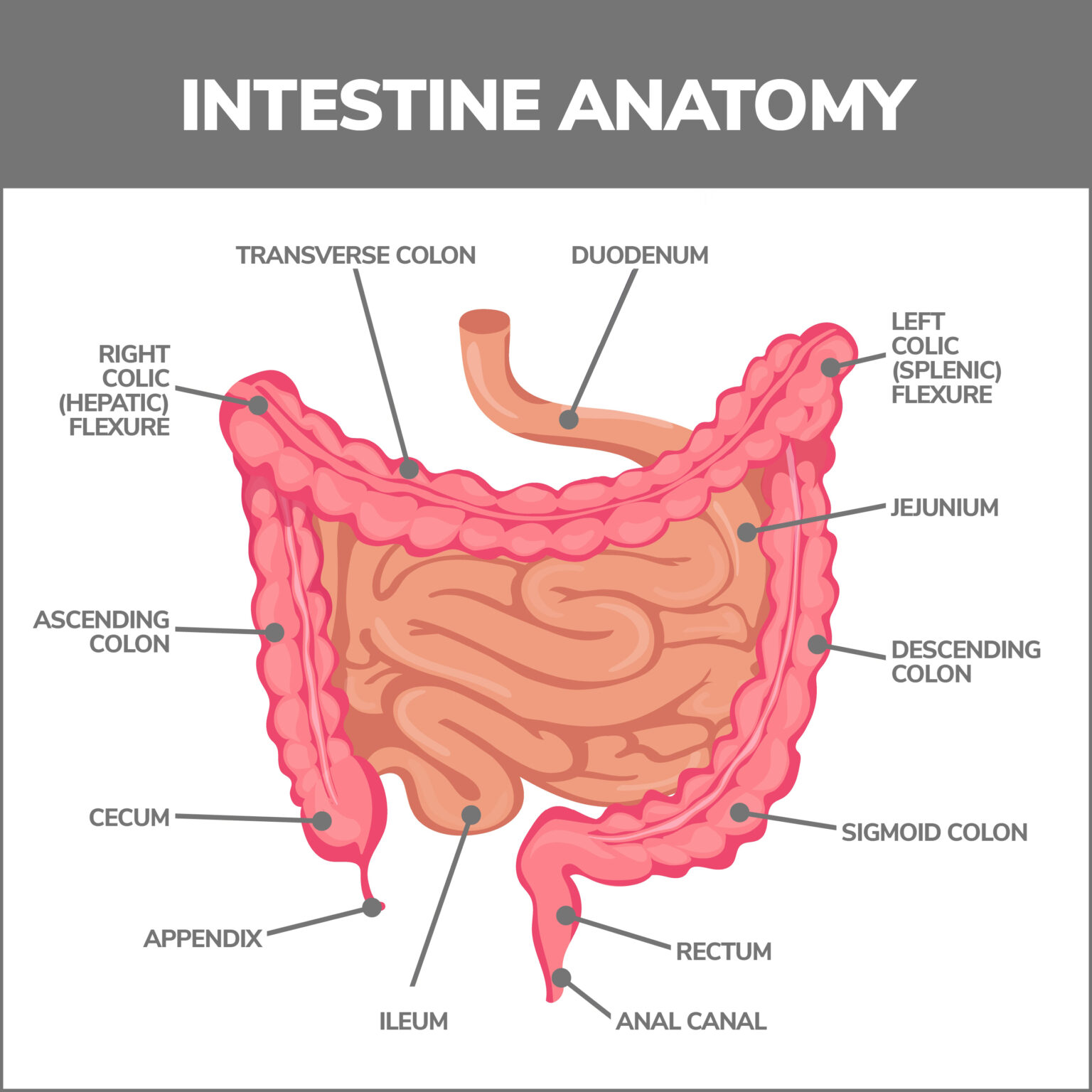 Double Balloon Endoscopy Procedure Gastroenterology of Greater Orlando
