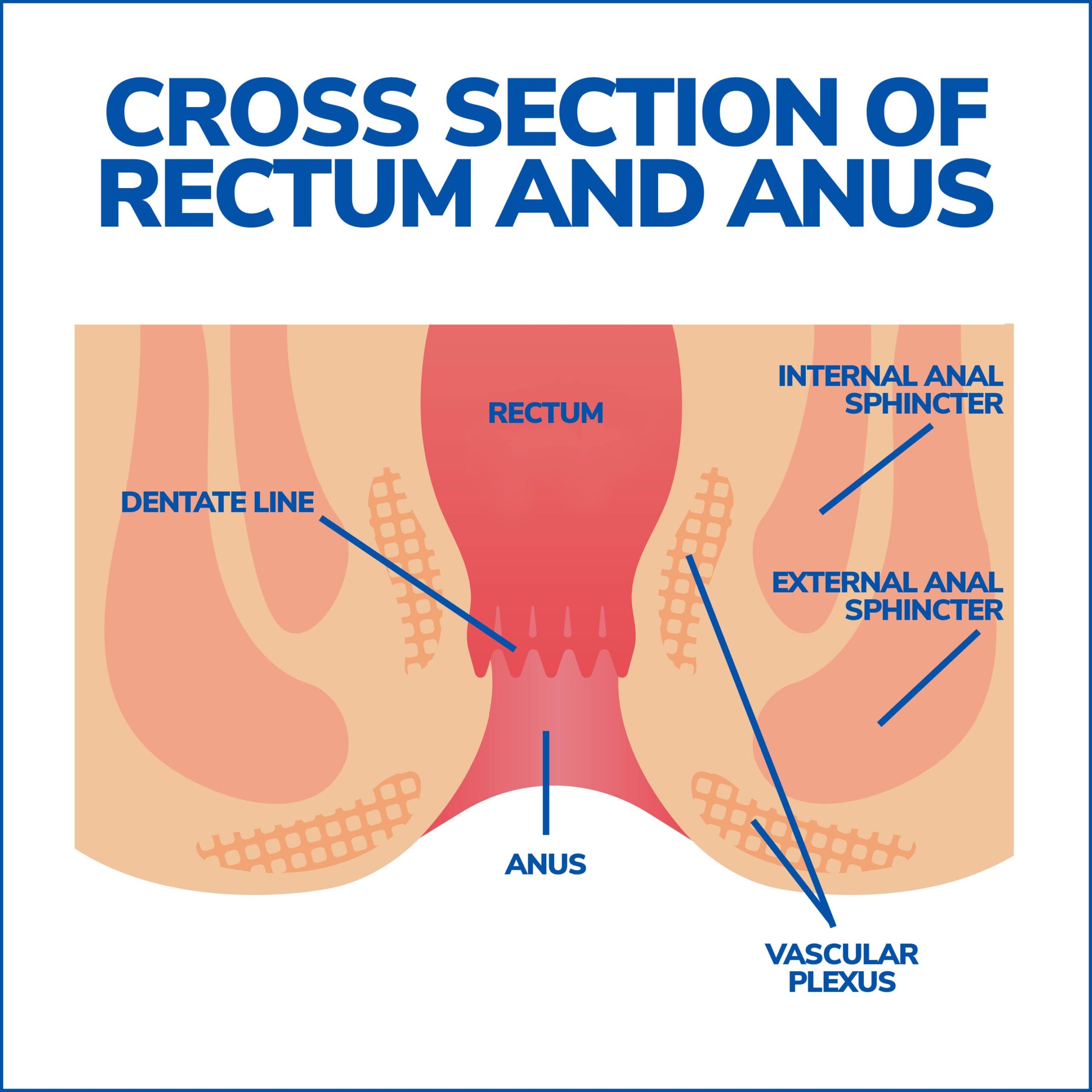 Cross Section of Rectum and Anus