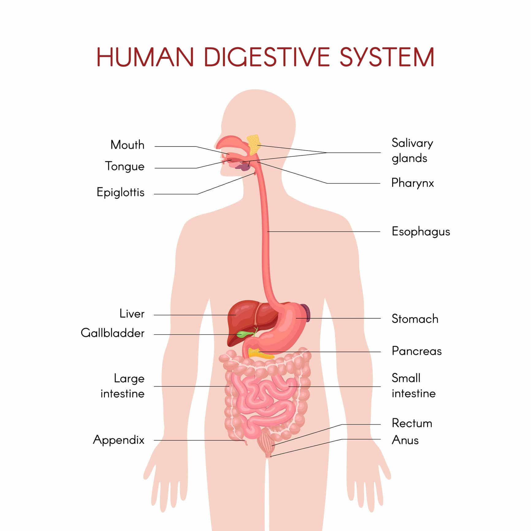 Human digestive system graphic