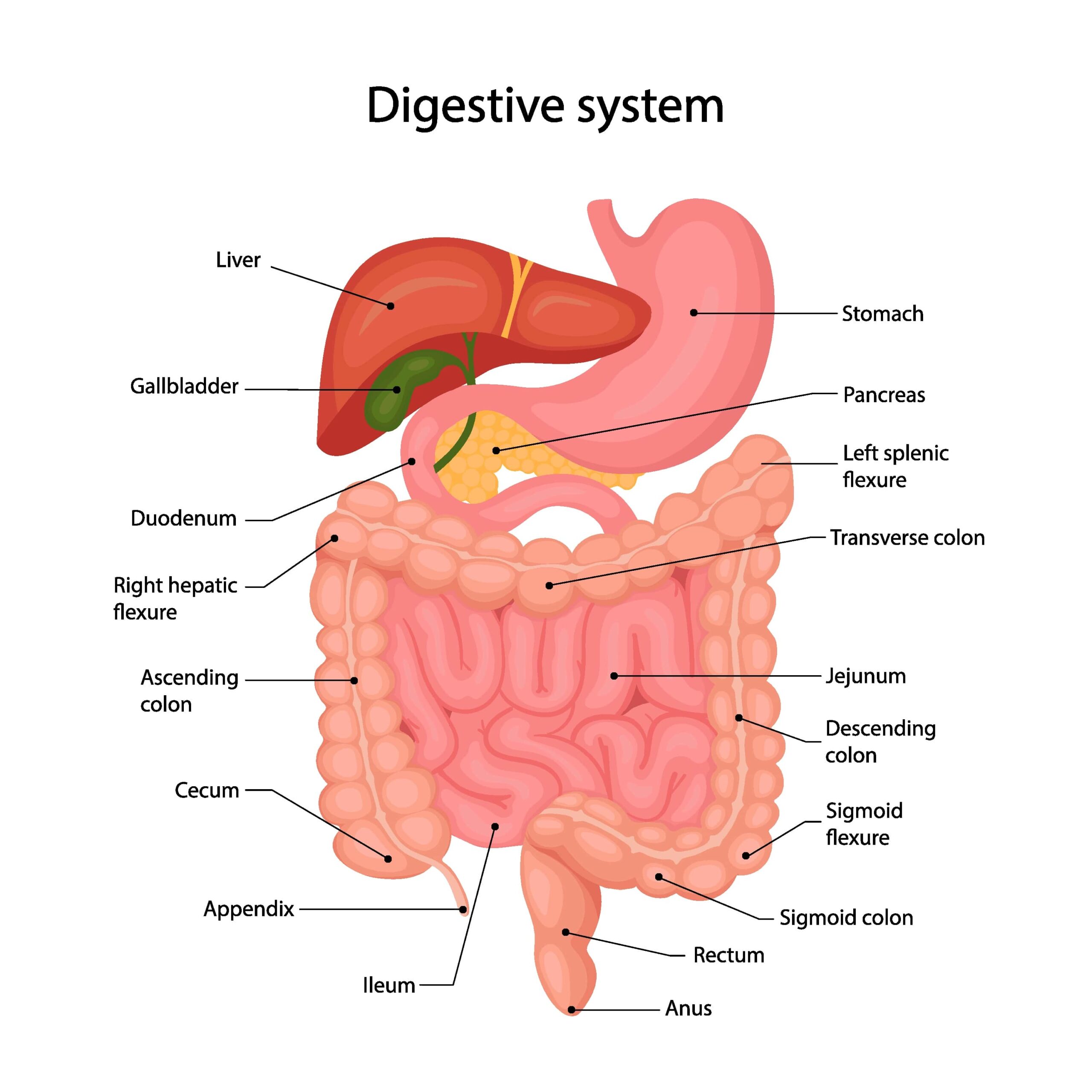 digestive system