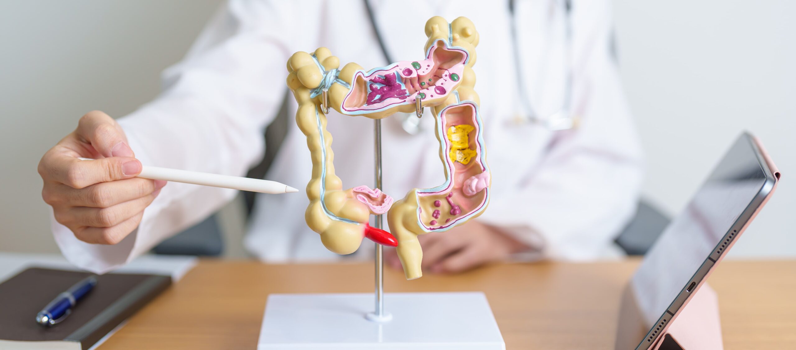 Digestive Tract Model